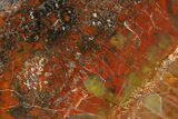 Polished Rainbow Petrified Wood (Araucarioxylon) - Arizona #147885-2